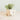 Westie Planter - Coco Coir Pots
